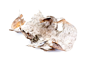 Կեչու կեղևի մերիստեմներ