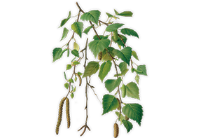 Կեչու կեղևի էքստրակտ