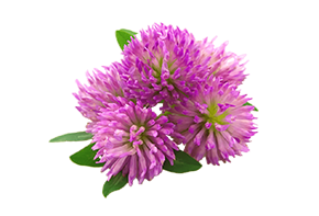 Երեքնուկի ծաղիկներ