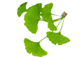 Գինկգո բիլոբայի տերևներ