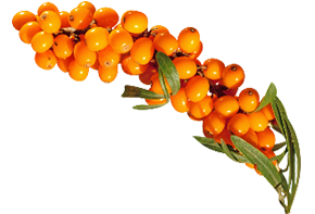 Չիչխանի պտուղներ