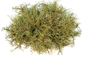 Ուսնեայի էքստրակտ