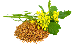 Մանանեխի սերմեր