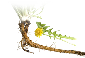 Գլիցիոլաթթվի բուտոններ